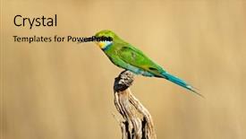  Presentation with swallow - Slides consisting of a branch south africa background and a yellow colored foreground