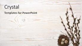  Presentation with quail - Amazing theme having a branches of pussy backdrop and a sky blue colored foreground