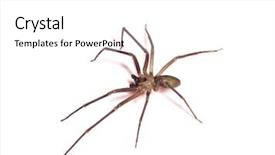 Presentation with spider - Beautiful PPT theme featuring spidervenom - macro shot of a brown backdrop and a white colored foreground