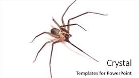  Presentation with spider - Slides with araignee - macro shot of a brown background and a white colored foreground