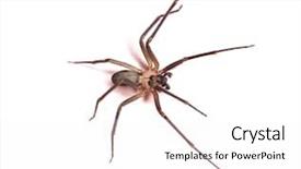  Presentation with spider - Colorful theme enhanced with spidervenom - macro shot of a brown backdrop and a white colored foreground