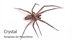  Presentation with spider - PPT layouts consisting of araignee - macro shot of a brown background and a white colored foreground