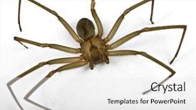  Presentation with spider - Audience pleasing theme consisting of spidervenom - macro shot of a brown backdrop and a white colored foreground