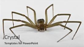  Presentation with spider - PPT layouts featuring spidervenom - macro shot of a brown background and a light gray colored foreground