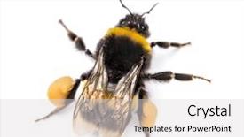  Presentation with bumblebee - PPT theme with a buff-tailed bumblebee background and a light gray colored foreground