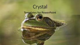  Presentation with aphids - Cool new PPT theme with a bug to eat backdrop and a yellow colored foreground