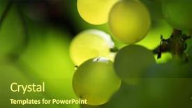  Presentation with grapevine - Colorful theme enhanced with a bunch of grapes backdrop and a tawny brown colored foreground