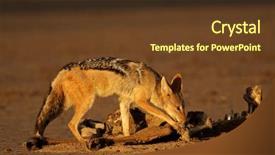  Presentation with kalahari - Presentation design with a carcass kalahari desert background and a tawny brown colored foreground