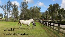  Presentation with white horse - Colorful PPT theme enhanced with statue of michael the brave backdrop and a gray colored foreground
