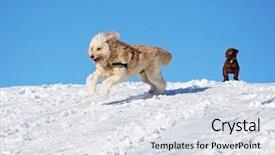  Presentation with doodle - Cool new slides with a chocolate lab puppy backdrop and a sky blue colored foreground