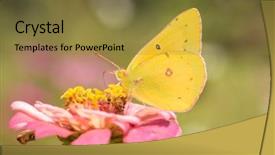  Presentation with sulphur - Slides featuring a clouded sulphur butterfly background and a tawny brown colored foreground