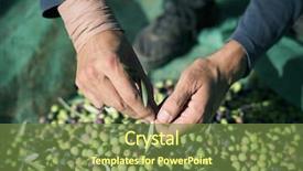  Presentation with olive grove - Amazing slide deck having a cluster of olive backdrop and a tawny brown colored foreground