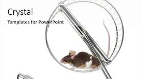  Presentation with white house - Slide set with a common house mouse background and a white colored foreground