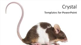  Presentation with white house - PPT theme having a common house mouse background and a white colored foreground
