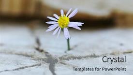  Presentation with seedling - Theme enhanced with a concept of new background and a lemonade colored foreground