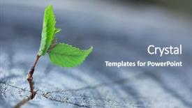  Presentation with seedling - Slide set having a concept of new background and a seafoam green colored foreground