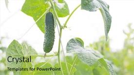  Presentation with pickle - Cool new presentation with a cucumber or pickle backdrop and a mint green colored foreground