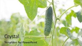  Presentation with pickle - Presentation theme with a cucumber or pickle background and a mint green colored foreground