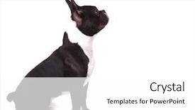  Presentation with healthy workplace full length side view - PPT theme with a curious french bull background and a white colored foreground