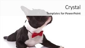  Presentation with cute christmas pug puppy dog - Presentation theme with a cute french bull background and a white colored foreground