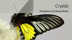  Presentation with plant biology - Amazing PPT theme having free plant biology - butterfly on a dandelion gray backdrop and a light gray colored foreground