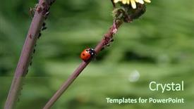  Presentation with aphids - Beautiful presentation theme featuring a dandelion with aphids backdrop and a tawny brown colored foreground