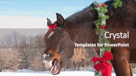  Presentation with win in a thoroughbred horse - Audience pleasing presentation theme consisting of a dark bay horse backdrop and a tawny brown colored foreground