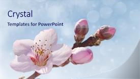  Presentation with spring tree - Presentation theme with a delicate pink peach background and a sky blue colored foreground