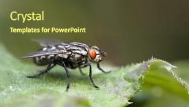  Presentation with fly - Beautiful presentation theme featuring a detailed nice fly backdrop and a tawny brown colored foreground