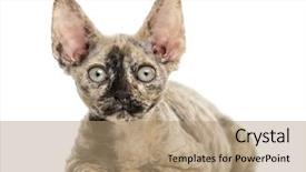  Presentation with black cat in front - Colorful slide set enhanced with a devon rex cat backdrop and a  colored foreground