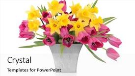  Presentation with daffodil - Cool new presentation theme with a distressed aluminum vase backdrop and a white colored foreground