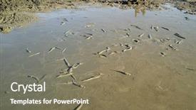  Presentation with catfish - Slide set consisting of el nino - catfish stranded in a drying background and a violet colored foreground