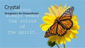  Presentation with monarch butterfly - Slide set with monarch butterfly on a yellow background and a light blue colored foreground