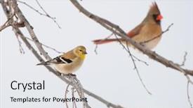  Presentation with cardinal - Beautiful presentation theme featuring a female northern cardinal backdrop and a white colored foreground