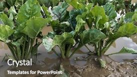  Presentation with plants - Cool new presentation theme with a field after storm backdrop and a dark gray colored foreground