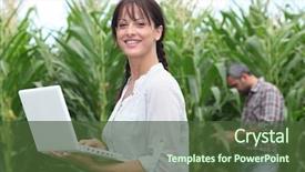  Presentation with crop - PPT theme enhanced with a field of crop background and a tawny brown colored foreground