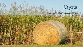 Presentation with hay field - PPT theme enhanced with forage crops - round bale of hay next background and a sky blue colored foreground