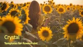  Presentation with long hair - Presentation theme having a field of sunflowers background and a tawny brown colored foreground