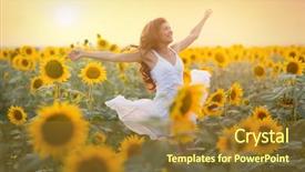  Presentation with sunflowers - Slide set with a field of sunflowers background and a tawny brown colored foreground