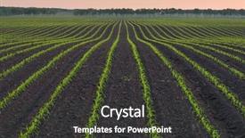  Presentation with corn plant - Slides enhanced with a field of young background and a tawny brown colored foreground