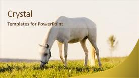  Presentation with stallion - Slides featuring a field purebred stallion background and a  colored foreground