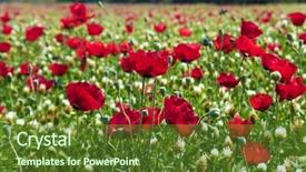  Presentation with rural tourism concept - Cool new PPT layouts with a fine spring day backdrop and a  colored foreground