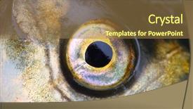  Presentation with eye - Colorful PPT theme enhanced with close up of a fish backdrop and a tawny brown colored foreground