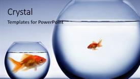  Presentation with studio - Presentation design having a fish in bowl background and a light blue colored foreground