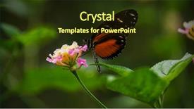  Presentation with pollen - Presentation theme with a flower and sucking background and a tawny brown colored foreground