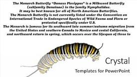  Presentation with monarch butterfly - Amazing slide set having a genuine monarch butterfly backdrop and a white colored foreground