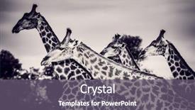  Presentation with family africa - Audience pleasing PPT theme consisting of a gorgeous big animal backdrop and a gray colored foreground