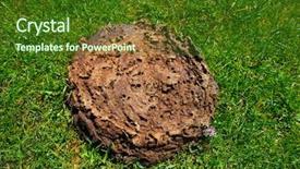  Presentation with cow - Colorful presentation theme enhanced with a green meadow turf backdrop and a tawny brown colored foreground