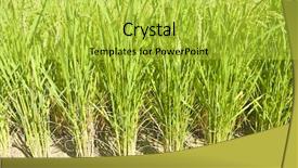  Presentation with rice field - PPT theme with a green rice field background and a yellow colored foreground