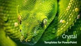  Presentation with green tree - Presentation having a green tree python background and a forest green colored foreground